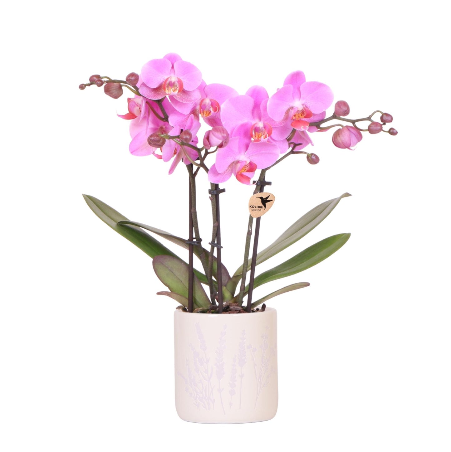 Kolibri Orchids | Dark pink orchid Frederikstad + Floral decorative pot lavender - pot size Ø9cm | flowering houseplant - fresh from the grower
