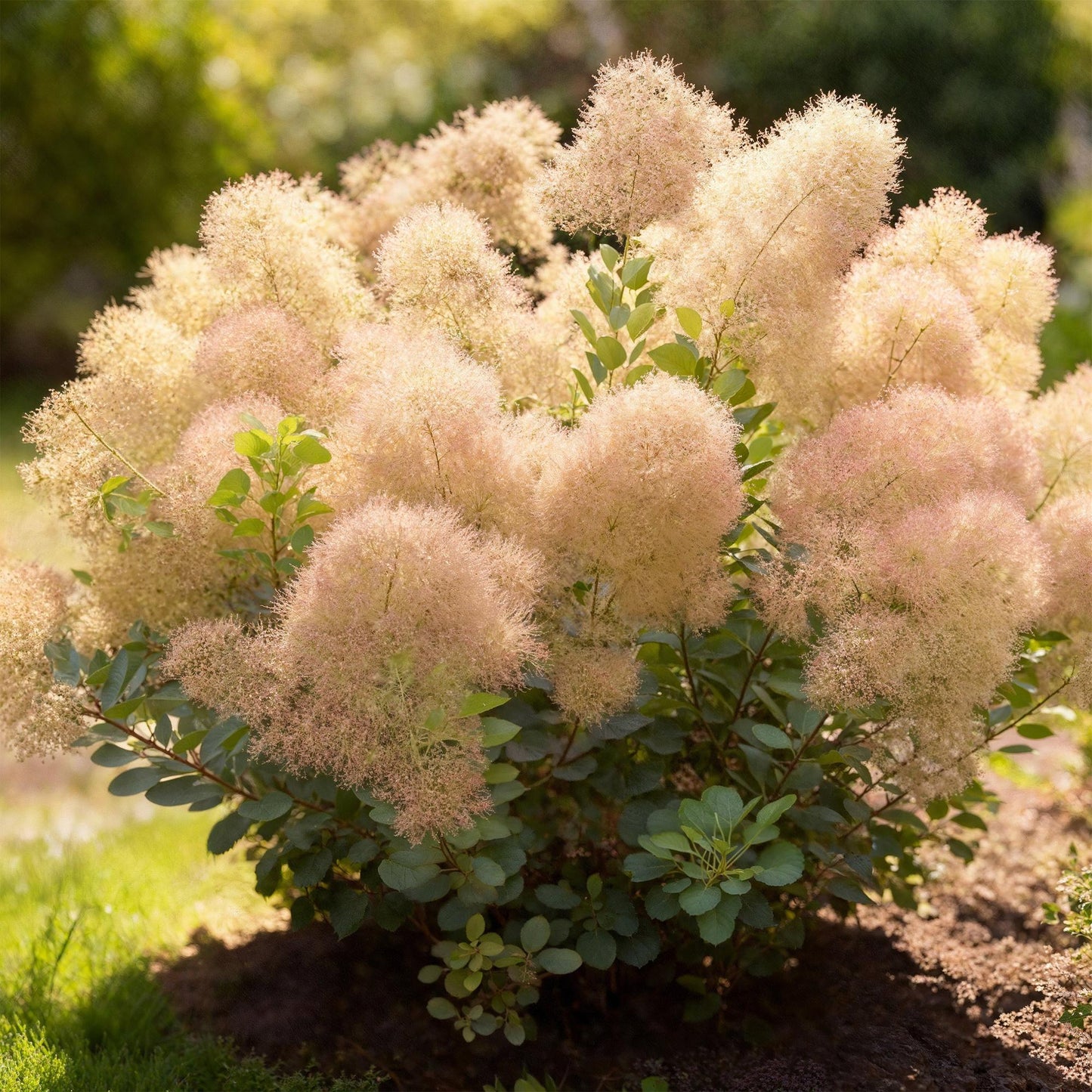 Green boutiQ - Tuinplant - Cotinus coggyria Young Lady - Groen 1 Plant - Bladverliezend - Weinig Onderhoud - Pot 12cm Hoogte 35cm
