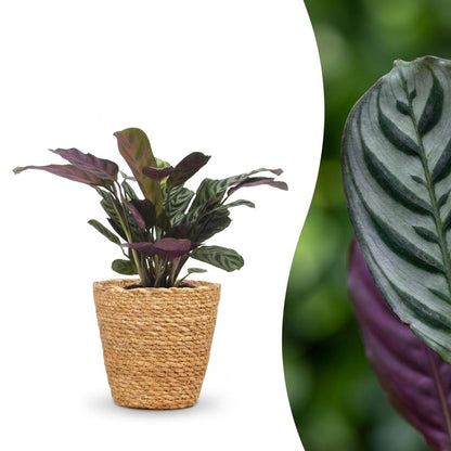 Green boutiQ - Ctenanthe Burle Marxii - Visgraatplant - 1 Plant - met Zeegras Mand - Pot 12cm - Hoogte 30cm