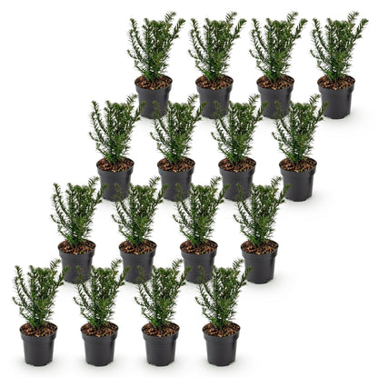 Green boutiQ - 16x Taxus baccata - Venijnboom - Haagplanten - Groenblijvend - Groen - Pot 9cm - Hoogte 20-30cm