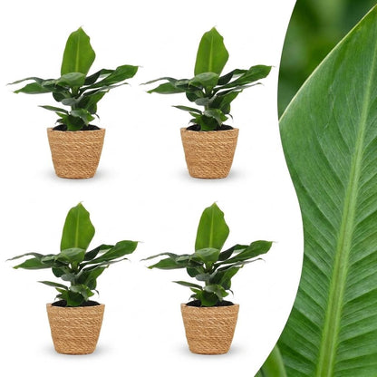 Green boutiQ - Musa Oriental Dwarf - Dwergbanaan - 4 Planten - met Zeegras Mand - Pot 12cm - Hoogte 30cm