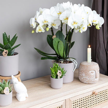Kolibri Greens | Groene plant - Succulent Crassula Hobbit potmaat Ø6cm | groene kamerplant - vers van de kweker