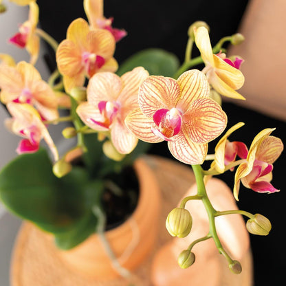 Oranje Phalaenopsis orchidee in pot met groene bladeren, onderdeel van gift set orchidee met groene plant.