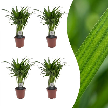 Green boutiQ - Areca Lutescens - Goudpalm - 4 Planten - Pot 12cm - Hoogte - 45cm
