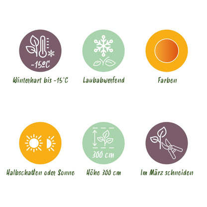 Green boutiQ - Tuinplant - Acer palmatum Seiryu - Groen 1 Plant - Bladverliezend - Weinig Onderhoud  - Pot 12cm Hoogte 35cm