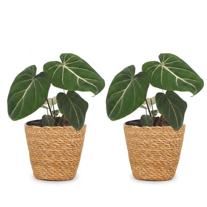 Green boutiQ - Philodendron Gloriosum - Glorie Philodendron - 2 Planten - met Mand - Pot 12cm - Hoogte - 25cm