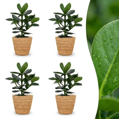Green boutiQ - Clusia Princess - Clusia - 4 Planten - met Mand - Pot 12cm - Hoogte - 40cm