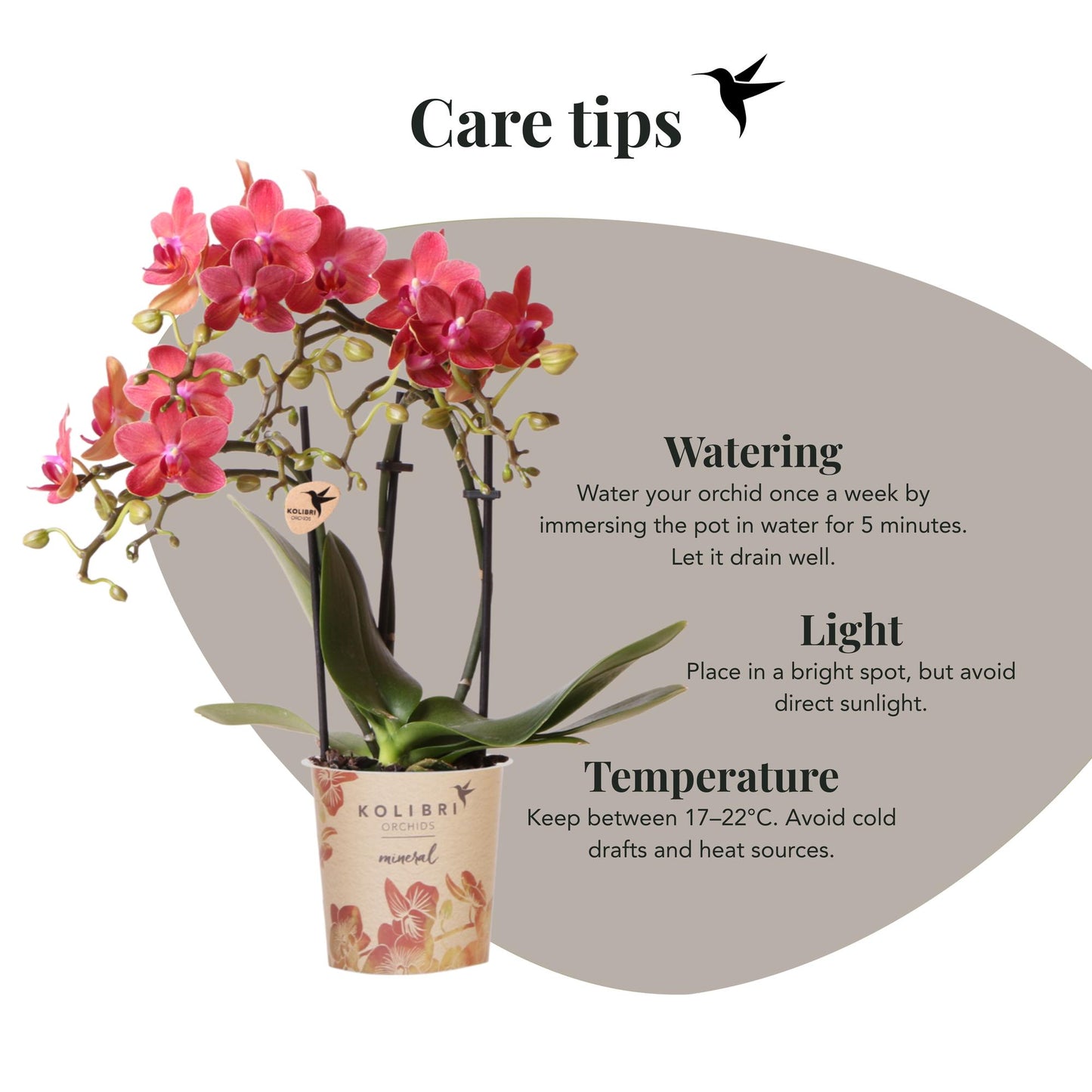 Kolibri-Orchideen | Rote Phalaenopsis-Orchidee, Topfgröße Ø 9 cm | Kongo | Blühende Zimmerpflanze – frisch vom Züchter