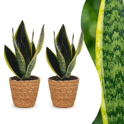 Green boutiQ - Sansevieria Future Superb - Vrouwentong - 2 Planten - met Mand - Pot 12cm - Hoogte 35cm