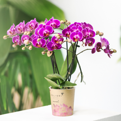 Kolibri Orchids | Paarse phalaenopsis orchidee potmaat Ø9cm | Morelia | bloeiende kamerplant - vers van de kweker