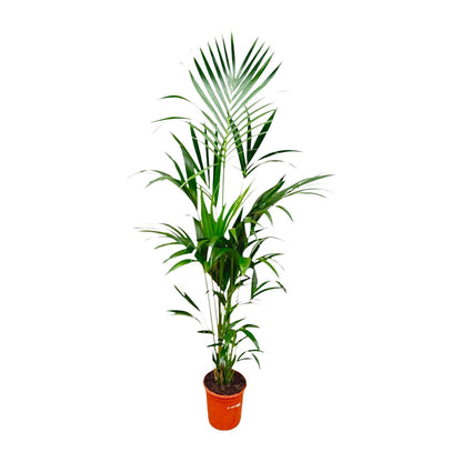 Kentia palm - 170cm - ⌀21 -25