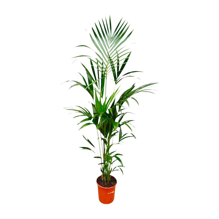 Kentia palm - 170cm - ⌀21 -25