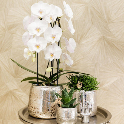 Kolibri-Orchideen | Weiße Phalaenopsis-Orchidee – Niagara Fall – Topfgröße Ø 12 cm | Blühende Zimmerpflanze – frisch vom Züchter