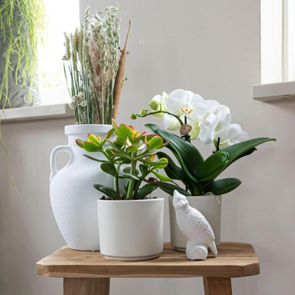 Kolibri Greens | Groene plant - Succulent Crassula Ovata potmaat Ø9cm | groene kamerplant - vers van de kweker - Ø9cm