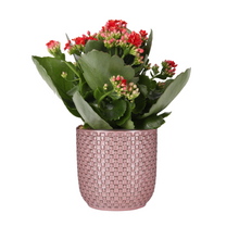 Mother's Day - Kalanchoe Rosalina Don Justino Rood + Pot relief roze