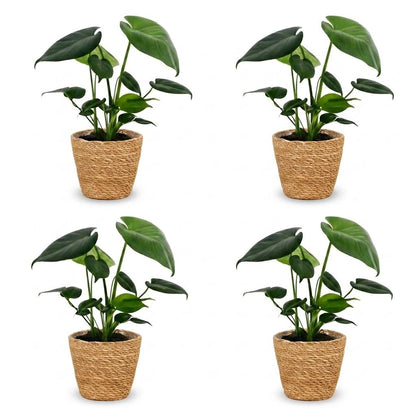 Green boutiQ - Monstera Deliciosa - Gatenplant - 4 Planten - met Mand - Pot 12cm - Hoogte 30cm