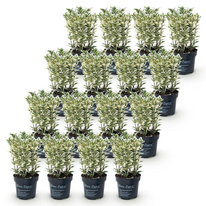 Green boutiQ - 16x Euonymus japonicus White Spire - Kardinaalsmuts - Haagplanten - Groenblijvend - Wit - Groen - Pot 9cm - Hoogte 20-30cm