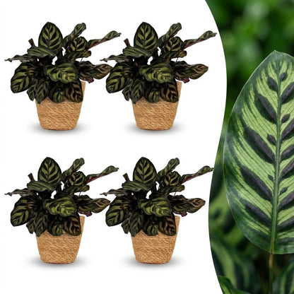 Green boutiQ - Calathea Makoyana - Pauwenplant - 4 Planten - met Mand - Pot 12cm - Hoogte - 25cm