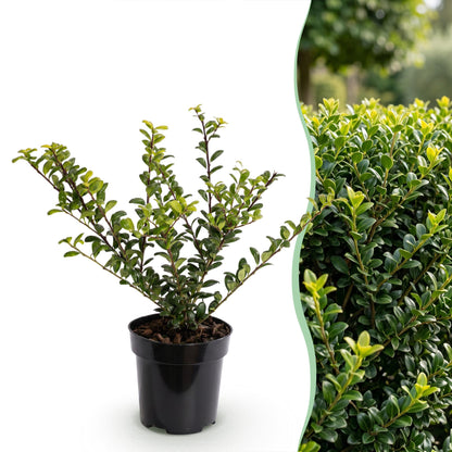 Ilex Crenata Golden Gem haagplanten in pot, ideaal voor groene afscheidingen in tuin.