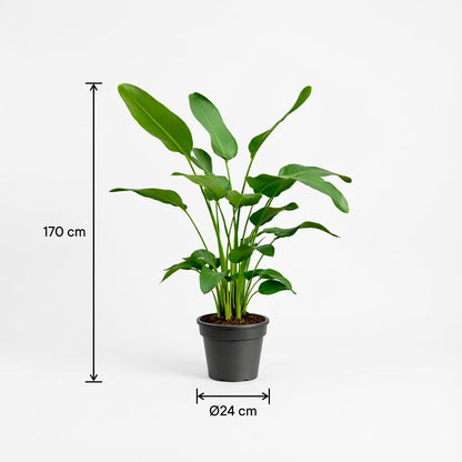 Strelitzia Nicolai - 170 cm - ⌀24