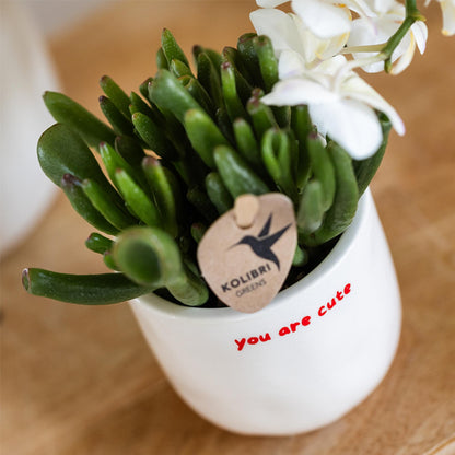 Kolibri Greens | Groene plant - Succulent Crassula Hobbit potmaat Ø6cm | groene kamerplant - vers van de kweker
