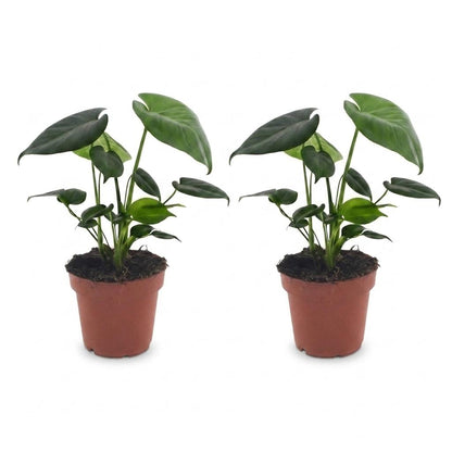 Green boutiQ - Monstera Deliciosa - Gatenplant - 2 Planten - Pot 12cm - Hoogte - 30cm