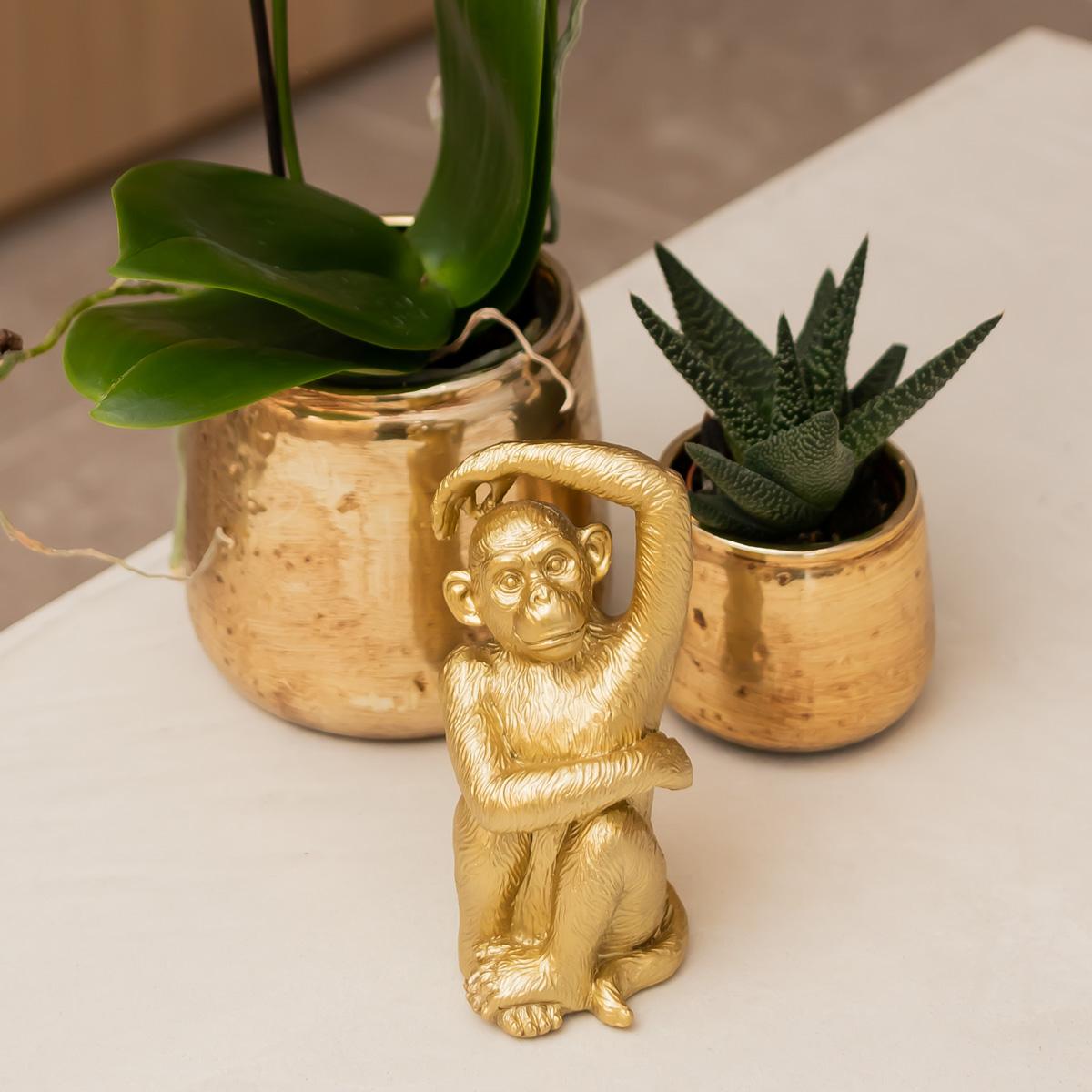 Kolibri Orchideen | Weiße Phalaenopsis-Orchidee – Amabilis + Luxuriöser, dekorativer Topf, Gold – Topfgröße Ø 9 cm – 40 cm hoch | Blühende Zimmerpflanze im Blumentopf – frisch vom Züchter