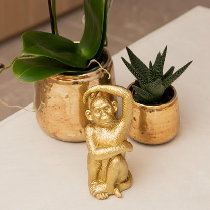 Kolibri Orchideen | Weiße Phalaenopsis-Orchidee – Amabilis + Luxuriöser, dekorativer Topf, Gold – Topfgröße Ø 9 cm – 40 cm hoch | Blühende Zimmerpflanze im Blumentopf – frisch vom Züchter