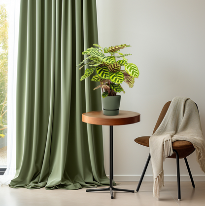 Calathea Makoyana - Ø14cm - ↕45cm