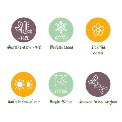 Green boutiQ - Tuinplant - Cotinus coggyria Young Lady - Groen 1 Plant - Bladverliezend - Weinig Onderhoud - Pot 12cm Hoogte 35cm