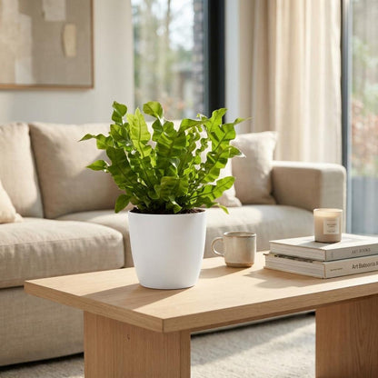 Green boutiQ - Asplenium Crispy Wave - Asplenium Crispy Wave - 2 Planten - met Potter Wit - Pot 12cm - Hoogte - 30cm