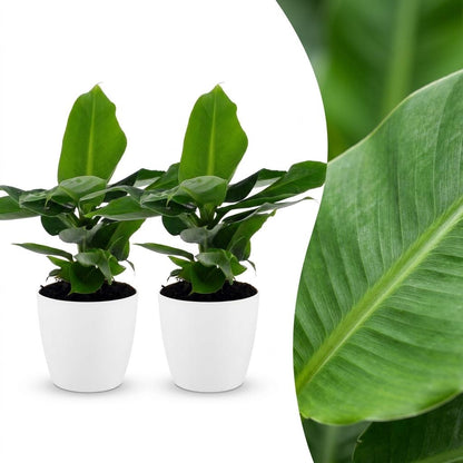 Green boutiQ - Musa Oriental Dwarf - Dwergbanaan - 2 Planten - met Potter Wit - Pot 12cm - Hoogte - 30cm