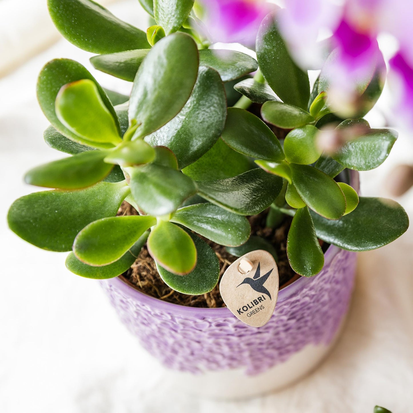 Kolibri Greens | Groene plant - Succulent Crassula Ovata potmaat Ø9cm | groene kamerplant - vers van de kweker - Ø9cm