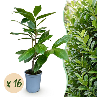 Green boutiQ - 16x Prunus laur. Rotundifolia - Laurierkers - Haagplanten - Groenblijvend - Groen - Pot 9cm - Hoogte 25-35cm
