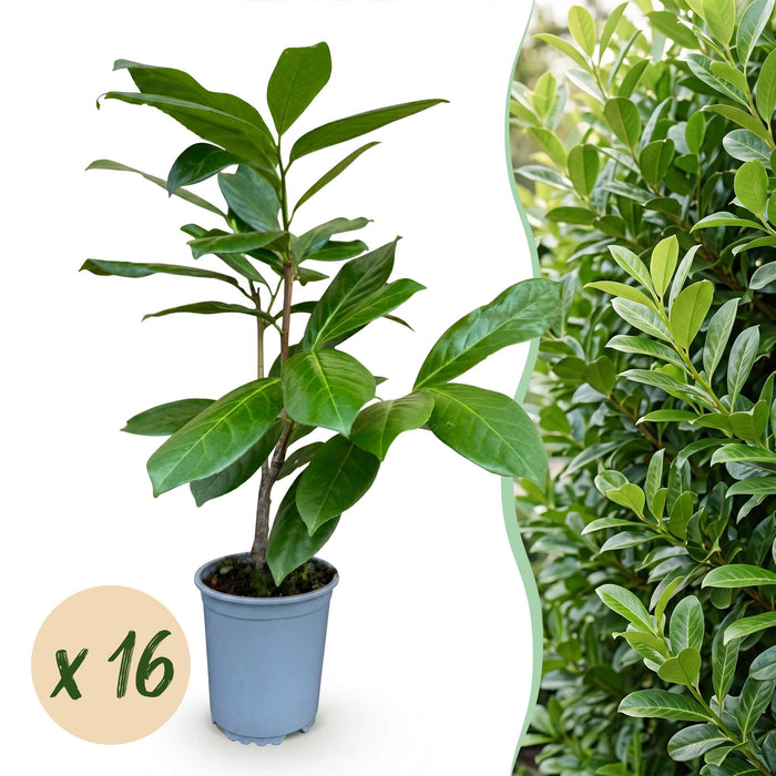 Green boutiQ - 16x Prunus laur. Rotundifolia - Laurierkers - Haagplanten - Groenblijvend - Groen - Pot 9cm - Hoogte 25-35cm