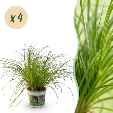 Green boutiQ - Houseplant - Cyperus alternifolius Zumula - Cat grass - Pet-friendly - Green - 4 Plants - 12cm Pot - Height 28-30cm