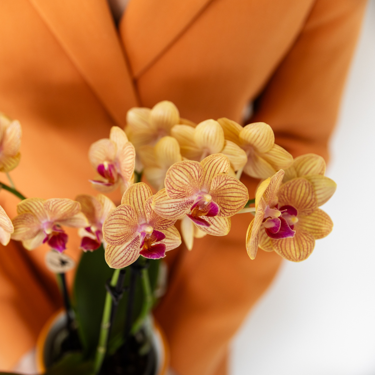 Kolibri Orchids | Orange Phalaenopsis Orchid - Jamaica + Painted Stripe Pot Orange - Pot Size Ø9cm | Flowering Houseplant - Fresh from the Grower