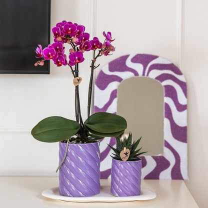 Kolibri Orchids | Paarse phalaenopsis orchidee potmaat Ø9cm | Morelia | bloeiende kamerplant - vers van de kweker
