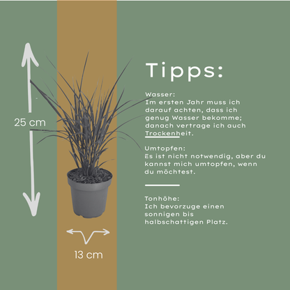 6x Miscanthus sinensis ‘Zebrinus’ – Opvallend zebragras met decoratief gestreept blad | Potmaat 12 cm