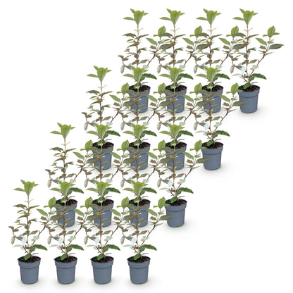 Green boutiQ - 16x Eleagnus ebbingei Compacta - Olijfwilg - Haagplanten - Groenblijvend - Grijs - Pot 9cm - Hoogte 25-35cm