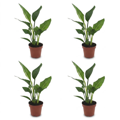 Strelitzia Reginea - Paradijsvogelbloem - 4 Planten - Pot 12cm - Hoogte - 35cm