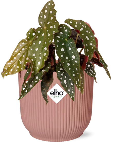 Begonia Maculata + ELHO Vibes Fold 14cm pink