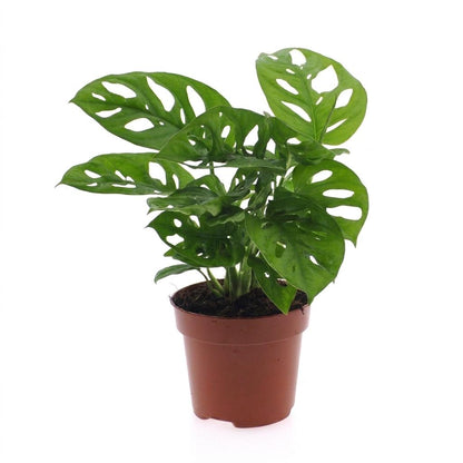 Green boutiQ - Monstera Adansonii - Rhaphidophora Tetrasperma - 1 Plant - Pot 12cm - Hoogte - 25cm