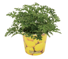 Pelargonium Citrosa 12cm - Beker Citroen - Ø12cm - ↕18cm