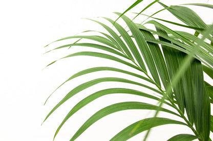 Kentia palm - 150cm - Ø24