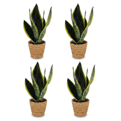 Green boutiQ - Sansevieria Future Superb - Vrouwentong - 4 Planten - met Mand - Pot 12cm - Hoogte 35cm