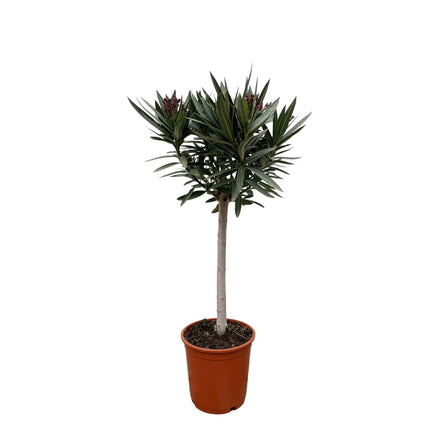 Nerium Oleander on stem with white flower - 90cm - Ø19