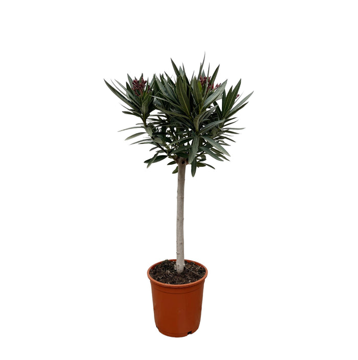 Nerium Oleander op stam met witte bloem - 90cm - Ø19
