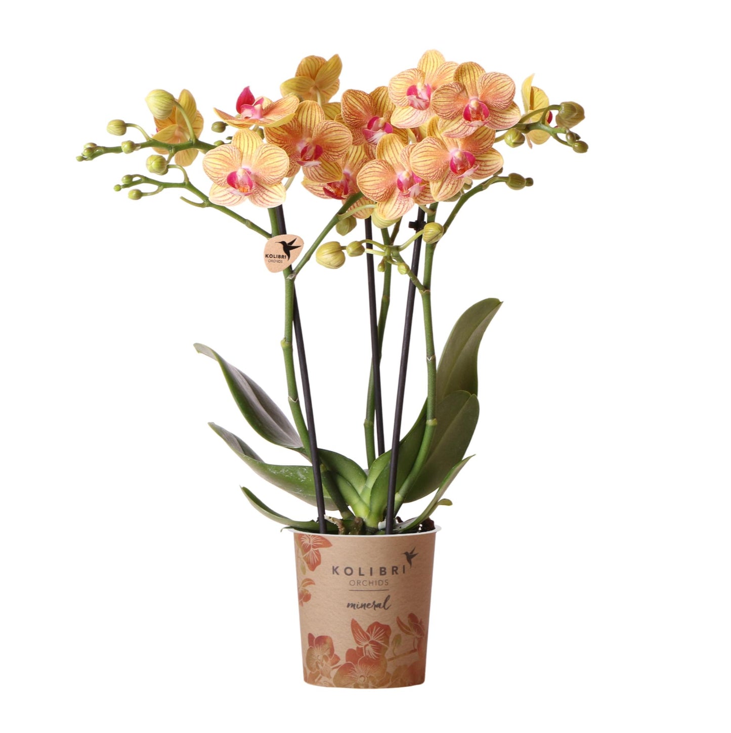 Kolibri Orchids | Orange Phalaenopsis orchid pot size Ø9cm | Jamaica | flowering houseplant - fresh from the grower