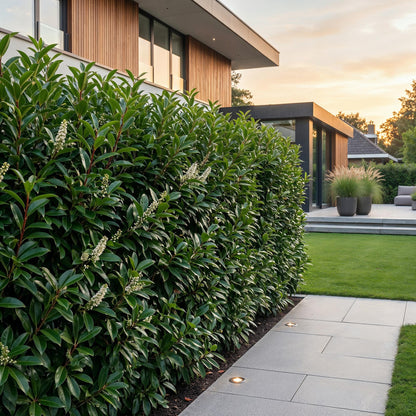 Green boutiQ - 16x Prunus lusitanica Angustifolia - Portugese Laurier - Haagplanten - Groenblijvend - Groen - Pot 9cm - Hoogte 25-35cm